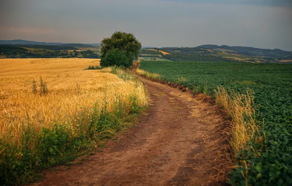 Road, field, summer