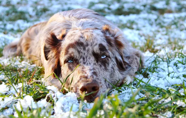 Winter, grass, eyes, look, face, snow, glade, portrait