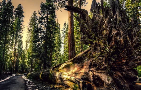 Road, roots, old tree