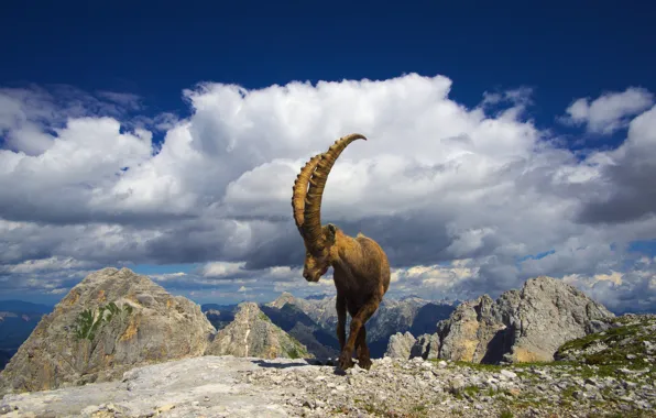 The sky, clouds, mountains, pose, blue, stones, rocks, goat