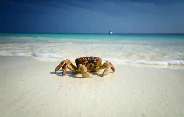 Picture sea, beach, eyes, boat, crab, paws