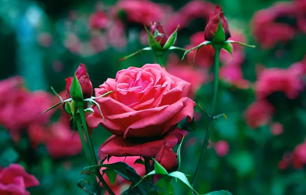 Picture PETALS, RED, ROSES, BUDS, GARDEN, FLOWERBED