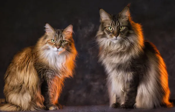 Cats, pair, Kota