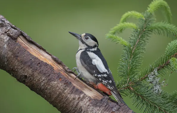 Branches, background, tree, bird, branch, woodpecker, needles