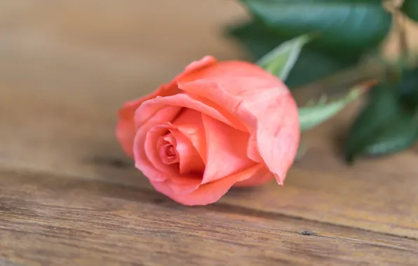 Picture flower, roses, Bud, rose, flower, wood, pink, romantic