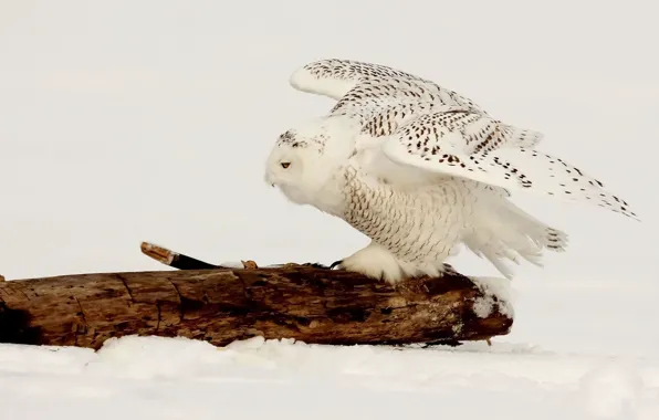 Picture winter, snow, owl, bird, wings, log, polar
