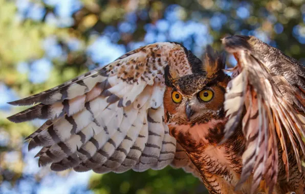 Picture eyes, owl, bird, wings, color