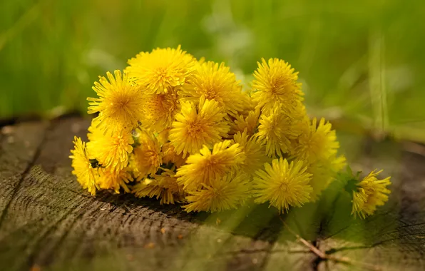 Flowers, stump, bouquet, spring, yellow, dandelions, a bunch