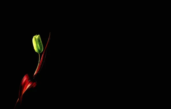 Picture drops, Tulip, green