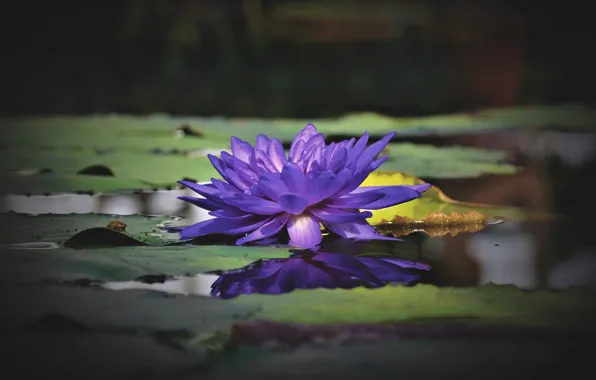 Flower, lake, pond, water lilies, water Lily