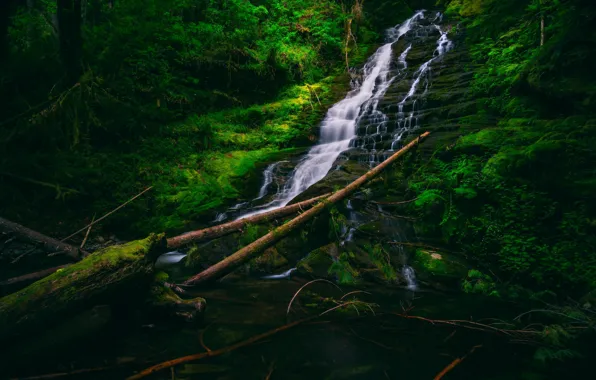 Picture forest, thickets, waterfall