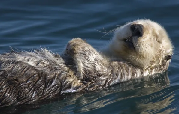 Picture pond, wet, Otter