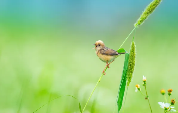 Background, bird, Daisy, bird, grass, Zolotokolosa tsistikola