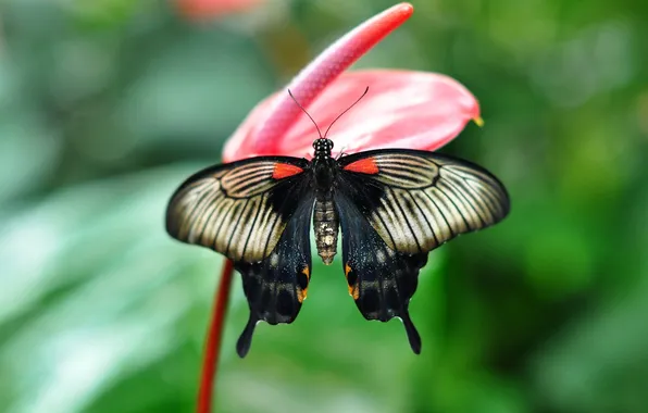Picture flower, butterfly, wings, beautiful, closeup