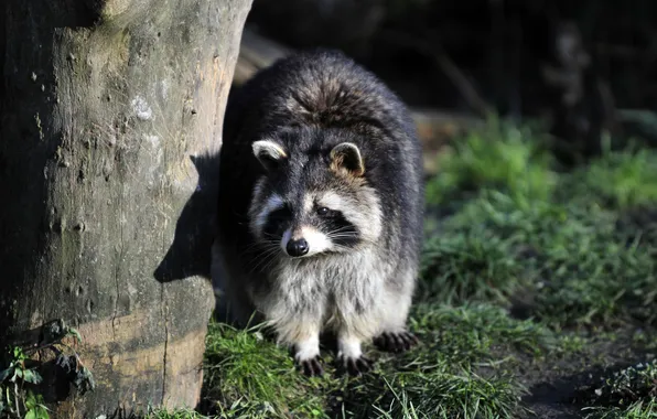 Grass, the sun, trees, shadow, raccoon