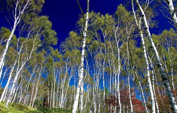 Picture forest, trees, birch, grove