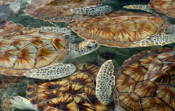 Sea, turtles, shell, turtles, swim