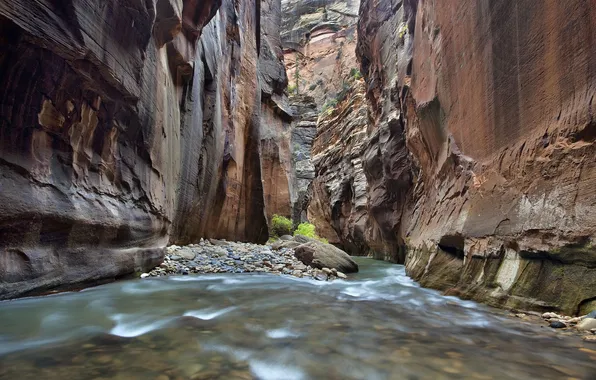 River, stream, stones, rocks, canyon, Zion National Park, USA, tree