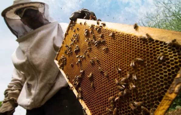 Honey, protection, bees, beekeeper