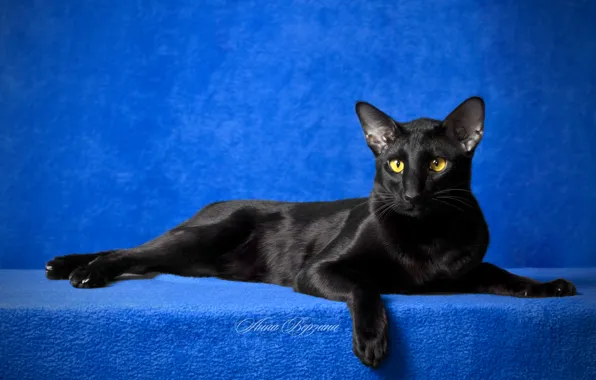 Eyes, cat, look, black cat, blue background, Oriental