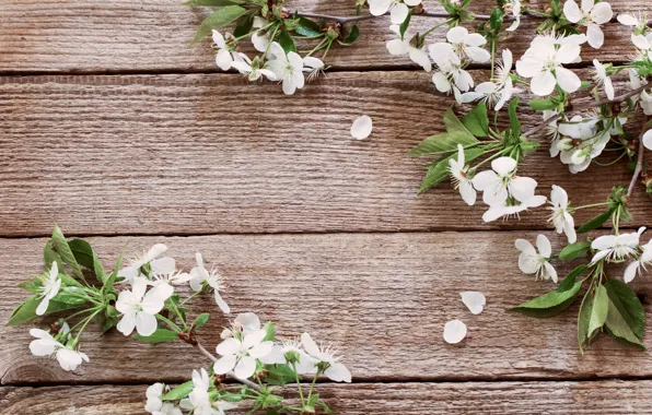 Flowers, spring, petals