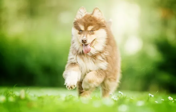 Joy, mood, dog, puppy, walk, bokeh, Finnish lapphund, Finnish, Lapp, Laplander husky