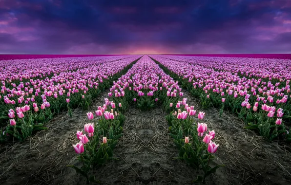 Field, horizon, tulips, Netherlands, Holland