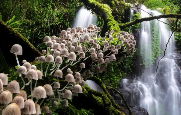 Forest, branches, mushrooms, waterfall, moss, slope, driftwood
