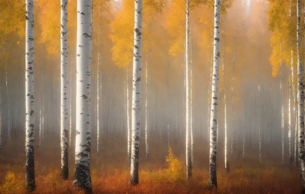 Autumn, forest, light, trees, branches, nature, fog, trunks