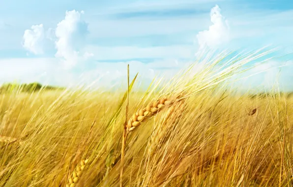 Picture wheat, field, the sky, clouds, macro, ear