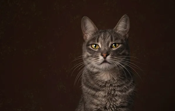 Cat, cat, look, face, grey, portrait, brown background