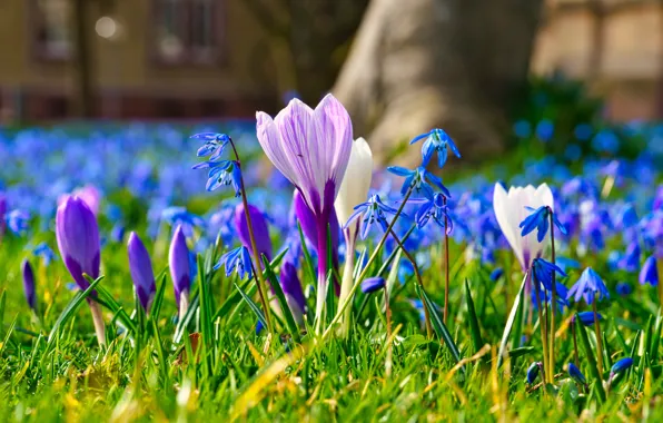Greens, light, blue, glade, bright, crocuses, a lot, lilac