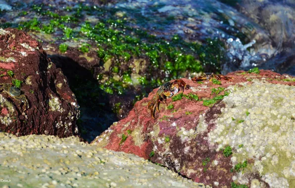 Landscapes, Sea, Iran, Animal, Qeshm, Crab