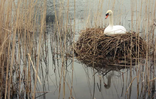 Nature, lake, Swan