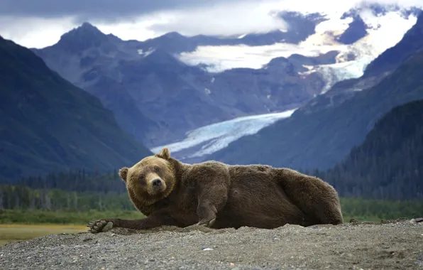 Picture mountains, predator, Alaska, Bear, lies, Grizzly