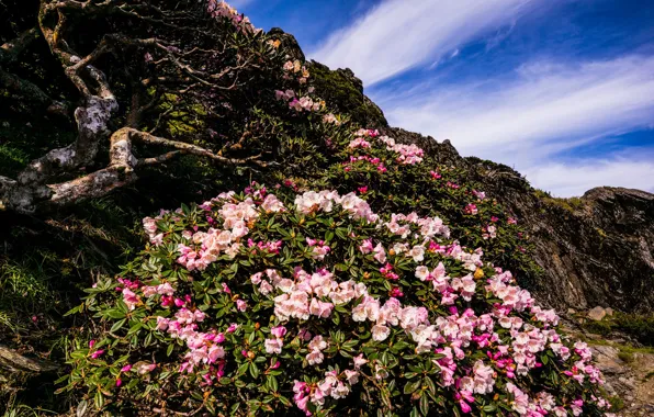 The sky, leaves, clouds, landscape, flowers, mountains, branches, nature