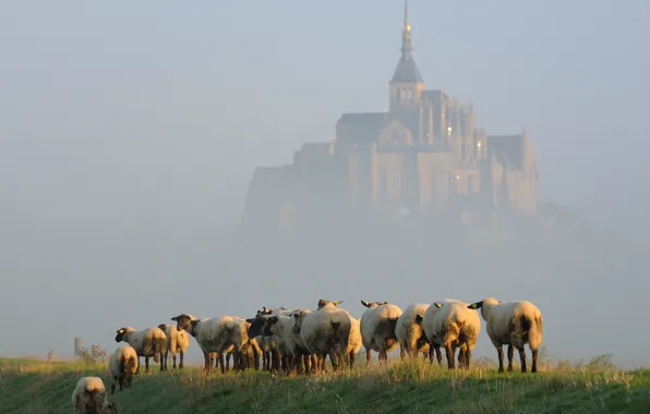 Fog, island, sheep, morning, the herd, Mont-Saint-Michel