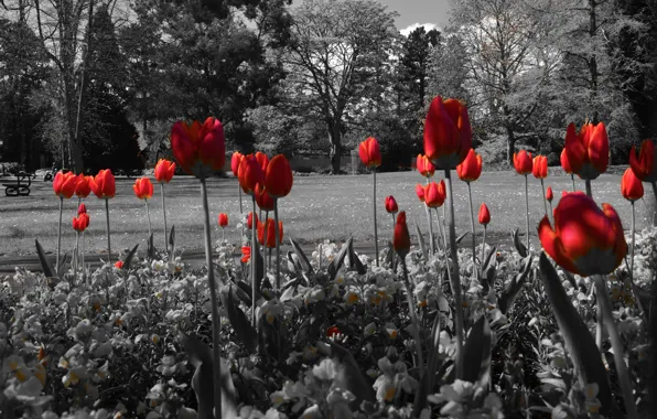 Trees, flowers, pond, Park, tulips, flowerbed, bench