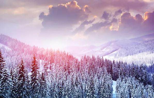 Picture winter, forest, the sky, clouds, snow, trees, landscape, mountains
