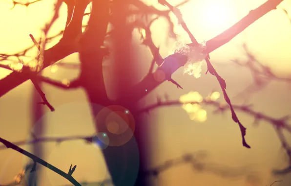 Picture macro, light, branches, nature, tree, morning