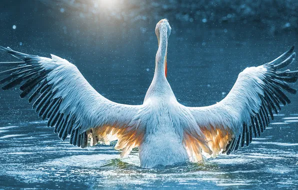 Water, light, pose, bird, back, wings, morning, pond