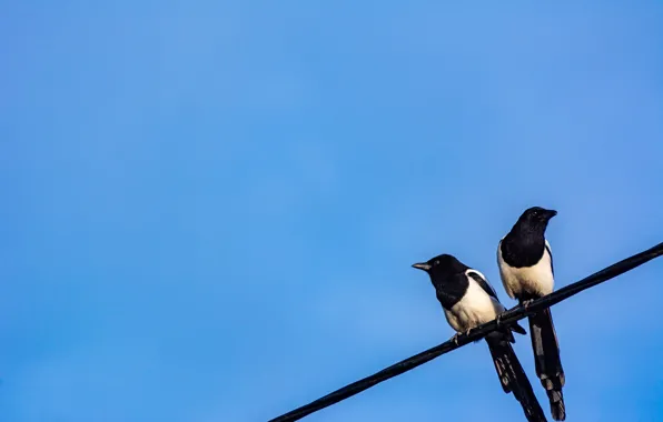 The sky, birds, wire, magpies