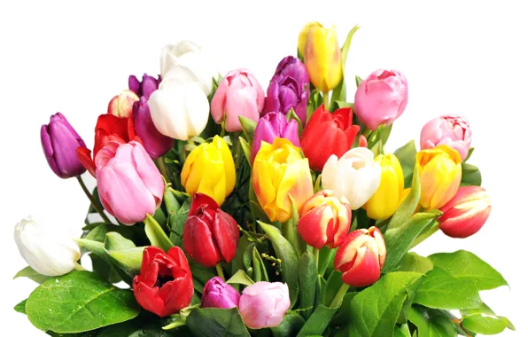 Picture bouquet, tulips, white background, colorful, wet