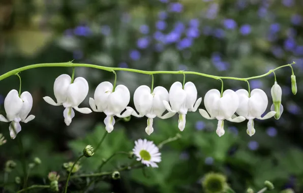 Macro, flowers, sprig, hearts, white, bokeh, broken heart, the bleeding heart