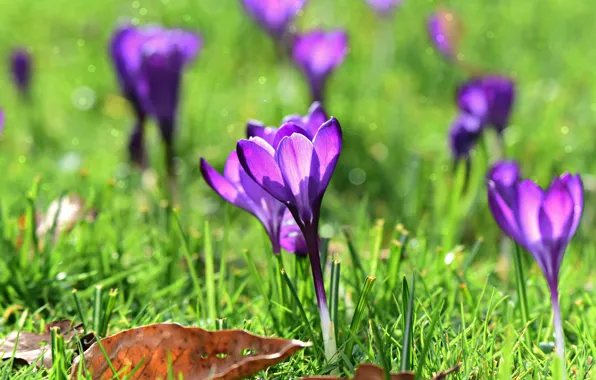 Greens, grass, leaves, light, flowers, glade, spring, purple