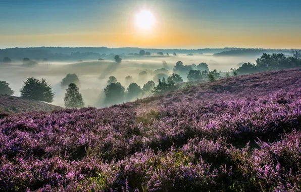 Forest, the sun, flowers, fog, dawn, glade, the slopes, dal