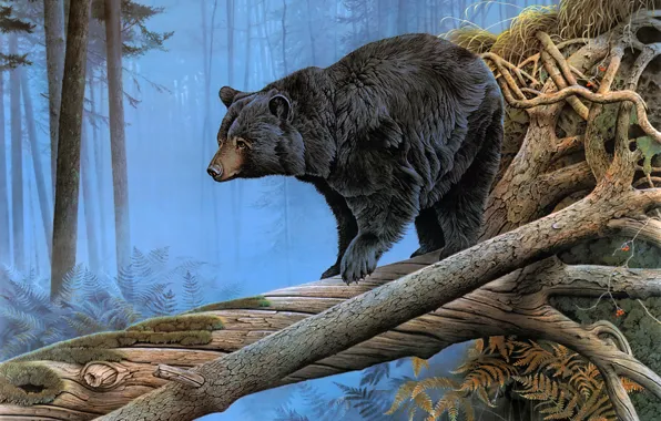 Forest, nature, roots, fog, open, figure, picture, bear