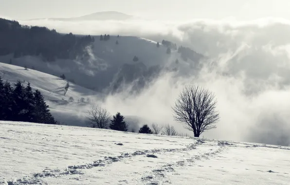 Picture winter, snow, mountains, tree, haze