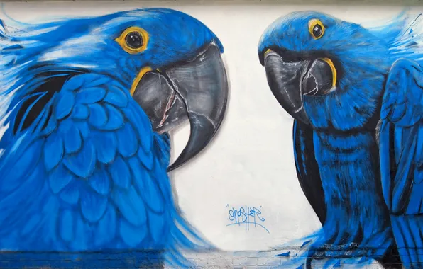 Wall, graffiti, parrot, Graffiti