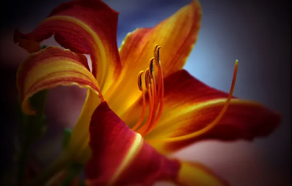 Macro, yellow, red, Lily, petals